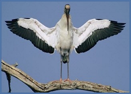 stork with spread wings